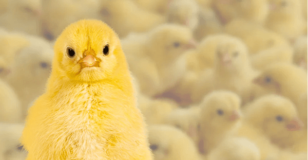 Puntos importantes en la aplicación de probióticos en spray en las plantas de incubación avícolas - Image 1