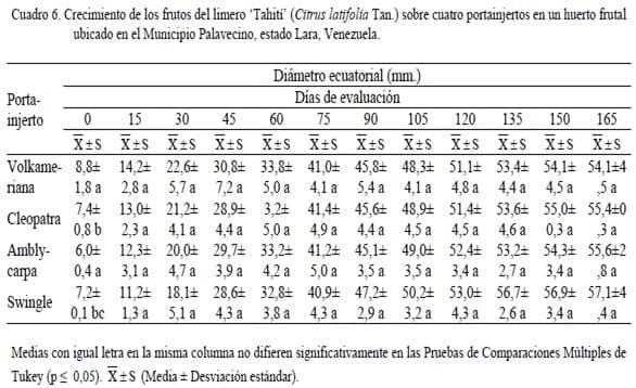 Crecimiento del limero ‘Tahití’ (Citrus latifolia Tan.) y desarrollo del fruto sobre cuatro portainjertos en un huerto frutal ubicado en el Municipio Palavecino, estado Lara, Venezuela - Image 6