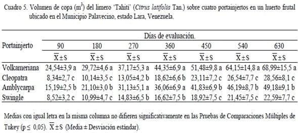 Crecimiento del limero ‘Tahití’ (Citrus latifolia Tan.) y desarrollo del fruto sobre cuatro portainjertos en un huerto frutal ubicado en el Municipio Palavecino, estado Lara, Venezuela - Image 5