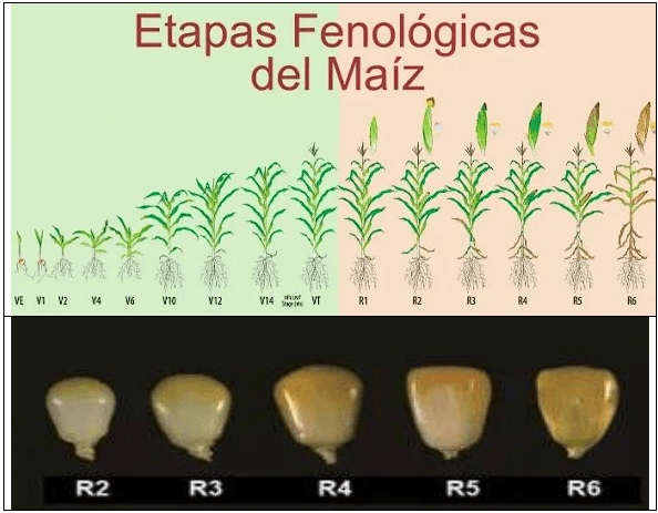 MAÍZ. Demostración gráfica para establecer el cultivo de Zea mays con riego agrícola, implementando un paquete tecnológico y prácticas agronómicas sostenibles. Seis de siete. - Image 9