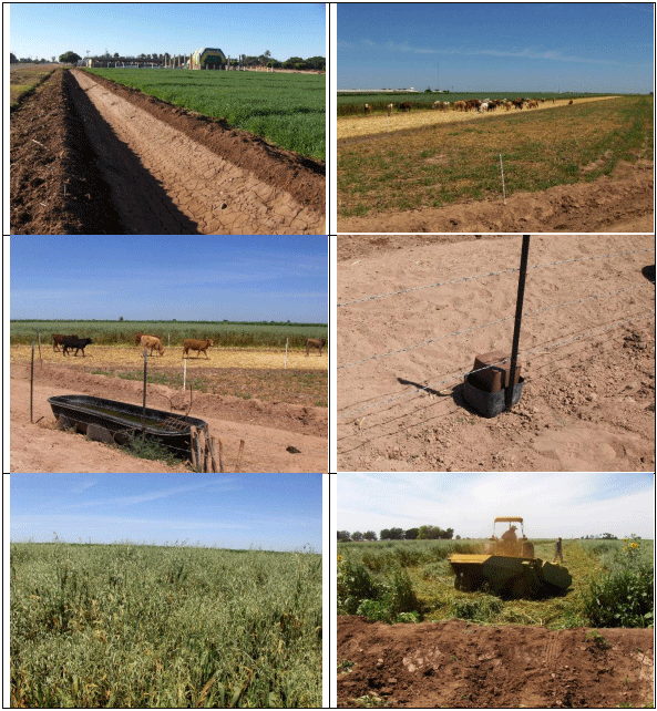 AVENA FORRAJERA. Demostración gráfica para establecer una pradera de Avena sativa con riego agrícola, implementando un paquete tecnológico y prácticas agronómicas sostenibles. Dos de siete - Image 9