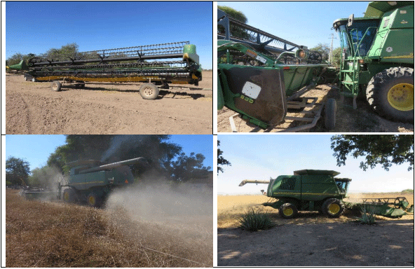Fotos del proceso de trilla al inicio de la cosecha de guar a finales de octubre.