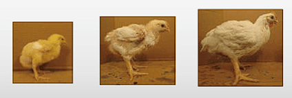 Cobb-Vantress resalta las estrategias de gestión invernal para mejorar el rendimiento de los pollos de engorde - Image 3