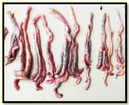Figura 2: Grupo Amprollium: Fotografía que muestra hemorragias moderadas, abombamiento de los ciegos.