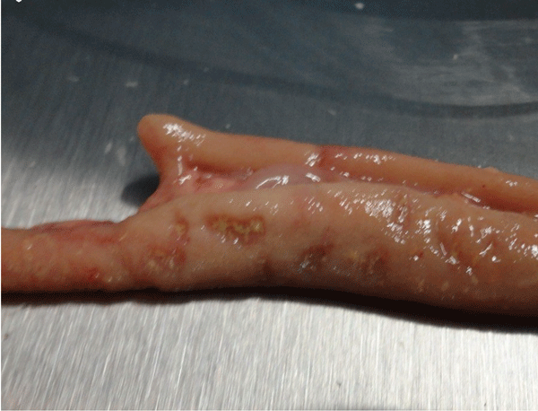 Figura 4. Intestino delgado de un pollo de engorde con ulceras necróticas en la mucosa, lesiones típicas de enteritis necrótica subclínica. Fotografía por: Dr. Lorenzoni.