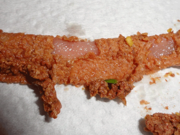 Figura 1. Intestino delgado en un pollo de engorde con daño severo de la mucosa, por enteritis necrótica. Fotografía por: Dr. Lorenzoni.