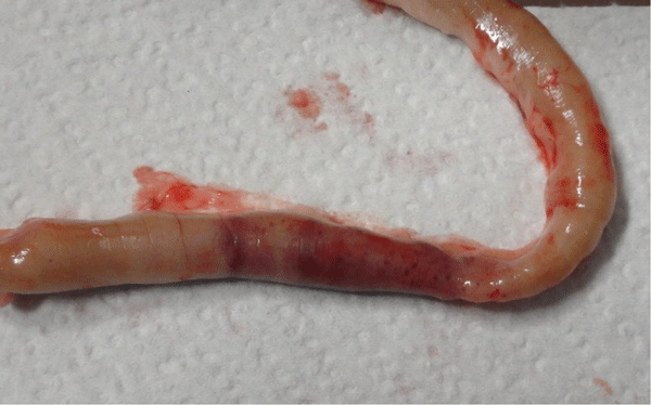 Figura 2. Intestino delgado de un pollo de engorde infectado experimentalmente con E. maxima y C. perfringens. La hemorragia es evidente desde la superficie serosa del intestino. Fotografía por: Dr. Lorenzoni.