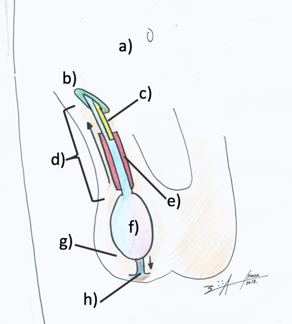 Dibujo 1. Anatomía de la región inguinal y escrotal en machos.