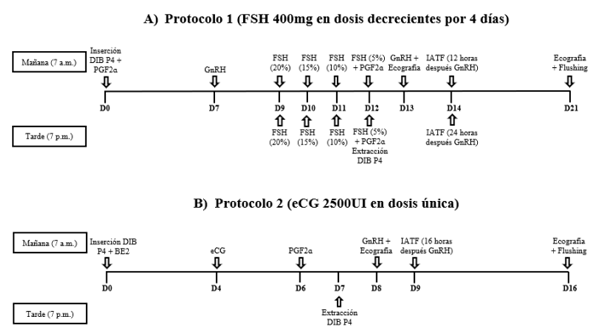 Figura 1. Protocolos de superovulación utilizando FSH (A) y eCG (B) en bovinos pardo Suizo.