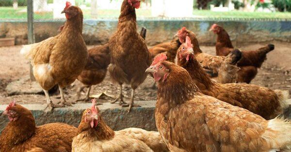 Problema de las biotoxinas en la producción de aves - Image 1