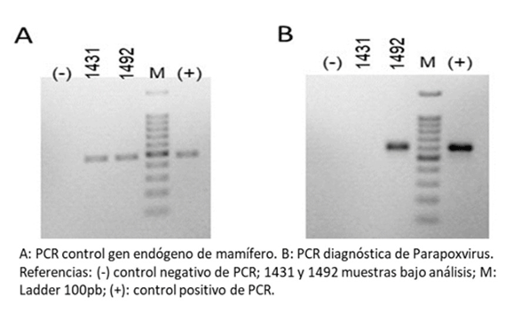 Figura 4 Muestra de tejido positiva (1492) a la PCR diagnóstica para Parapoxvirus.