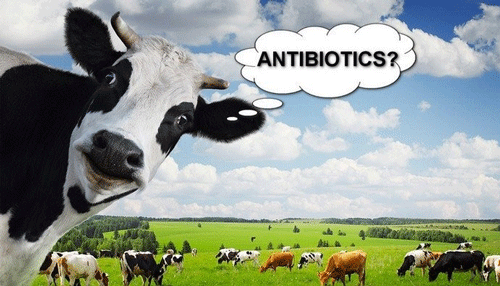 Resistencia a los antibióticos y producción animal, una cuestión de vida o muerte.