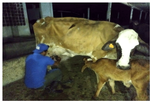 Características fisicoquímicas y microbiológicas de la leche de vaca producida en la finca Las Mercedes, Managua, Nicaragua