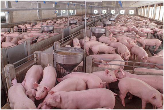 Datos y mediciones garantizan granjas porcinas con el ambiente perfecto - Image 1