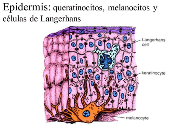 Ilustración 3. Ilustración de las células de Langerhans. copiado de https://lascelulas.com/wpcontent/uploads/2020/02/C%C3%A9lulas-de-Langerhans.jpg