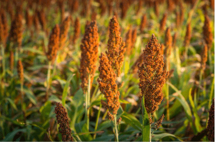 Sorghum red heads in a field.