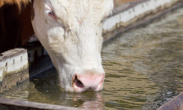 Estrés por calor en bovinos para carne: