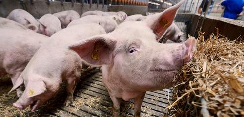Mejora genética porcina hacia la robustez: Longevidad - Image 1