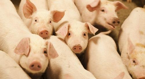 Mejora genética porcina hacia la robustez: Conformación - Image 1