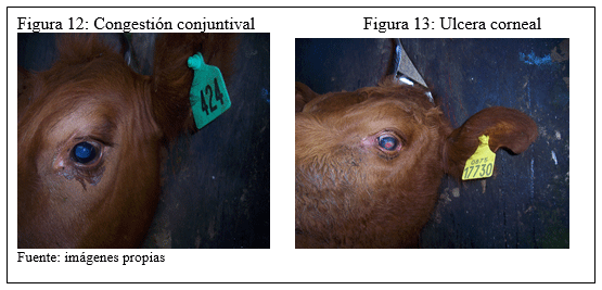 Evaluación de la respuesta del conjugado citokina/bacterina inactivado de Moraxella bovis ß hemolítica en bovinos con queratoconjuntivitis - Image 28