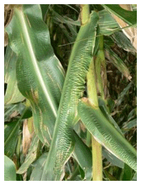 Los micronutrientes en la nutrición de maíz - Image 4