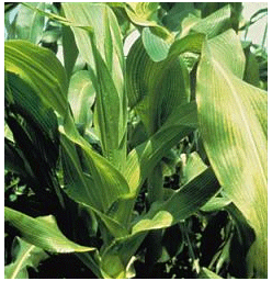Los micronutrientes en la nutrición de maíz - Image 1