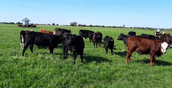 Foto 1. Escala comercial de engorde de bovinos en feedlot ecológico (Caseros, Entre Ríos).