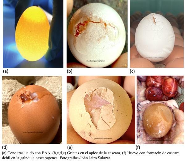 Eficacia terapéutica de la tylvalosina(tvn) en aves positivas a mycoplasma synoviae, un enfoque del efecto clinico sobre la calidad de huevo (síndrome EAA) en la ponedora comercial - Image 1