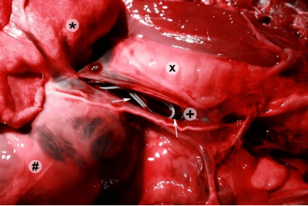 Dirofilariosis canina: Los gusanos del corazón - Image 2