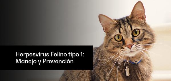 Herpesvirus Felino tipo 1: manejo y prevención - Image 1