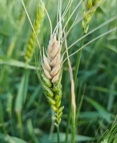 Cambio Climático: Enfermedad fúngica pone en peligro la producción de trigo - Image 2