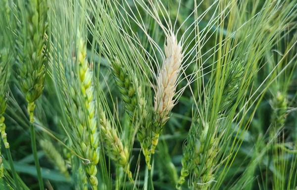 Cambio Climático: Enfermedad fúngica pone en peligro la producción de trigo - Image 1