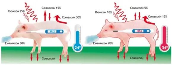 Manejo ambiental en cerdos: la influencia de la humedad en épocas de altas temperaturas - Image 1