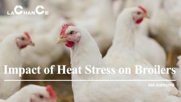 Impacto del estrés por calor en los pollos de engorde - Image 1