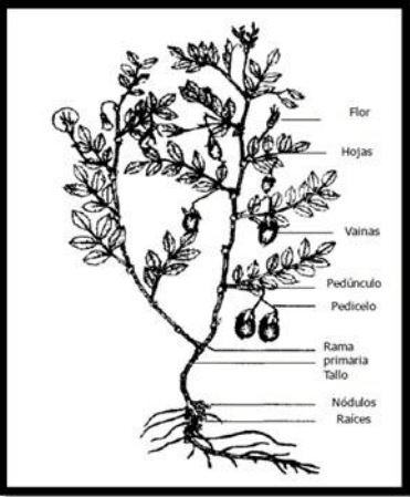 Manejo del cultivo de garbanzo (Cicer arietinum L.) - Image 1
