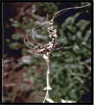 Manejo del cultivo de garbanzo (Cicer arietinum L.) - Image 4
