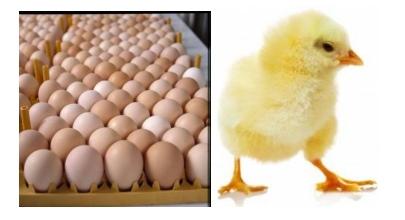 ¡Los 21 factores que afectan la calidad de los huevos fértiles! - Image 1