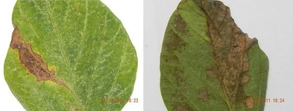 Phyllosticta sojicola - Enfermedad foliar emergente en soja - Image 1