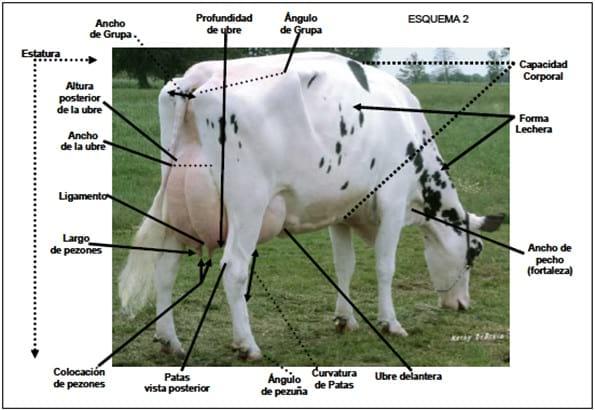 Selección genética de toros y su impacto en la producción lechera - Image 5