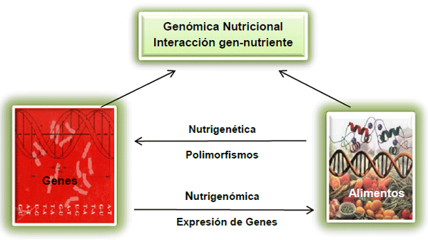 Nutrigenómica y Nutrigenética: Una Realidad en la Nutrición y Salud Animal' - Image 1