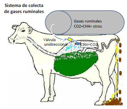 Producción de energía a partir de los gases ruminales del bovino - Image 8