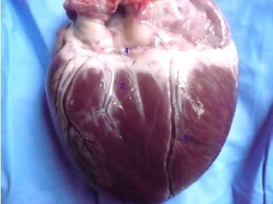 Circulación de la cara caudal del corazón canino: Región quirurgica de la Hemianuloplastia mitral - Image 2