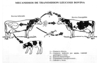 Estudio de parámetros productivos y reproductivosen vacas seropositivas y seronegativas al virus de la leucosis Bovina (BLV) en tres hatos de producción lechera - Image 1