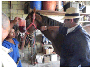 Ozonoterapia aplicada a los caballos - Image 4