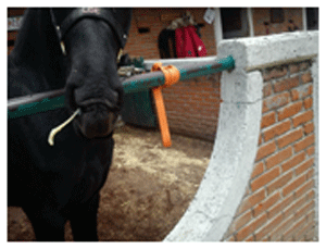 Ozonoterapia aplicada a los caballos - Image 6