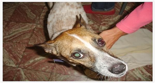 Primera Descripción del Uso de la Miltefosina en una Paciente con Leishmaniosis Canina, Infección Renal y Trichuris: Un Caso Complicado. - Image 1