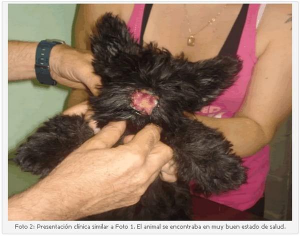 Vasculitis Leucocitoclástica en un Cachorro Scottish Terrier. - Image 2