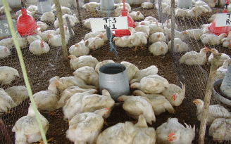 Utilización del fruto de palma de aceite en la alimentacion de pollos de engorde en fase de finalizacion - Image 6