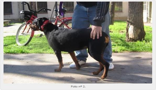 Enteropatía Perdedora de Proteínas en el Rottweiler, reporte de 3 casos. - Image 2