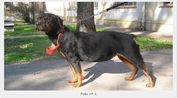 Enteropatía Perdedora de Proteínas en el Rottweiler, reporte de 3 casos. - Image 1
